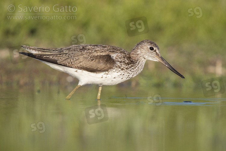 Greenshank