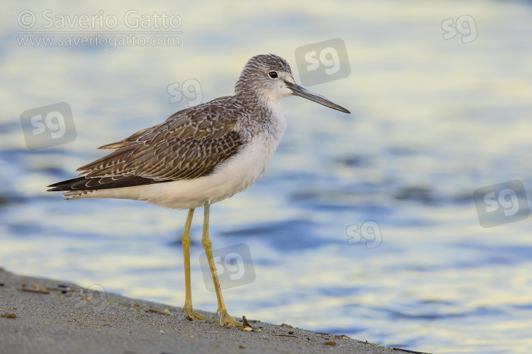 Greenshank, side view of an adult standing on the shore