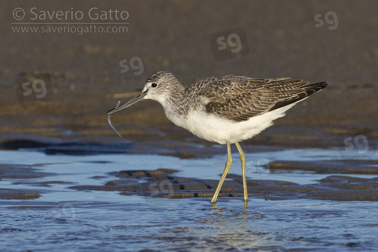 Greenshank, side view of an adult with a caught eel