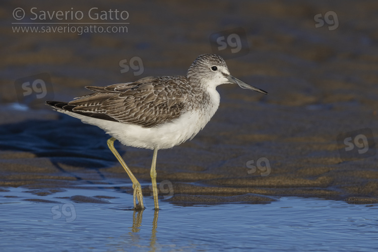 Greenshank, side view of an adult with a caught eel stuck in its nostril
