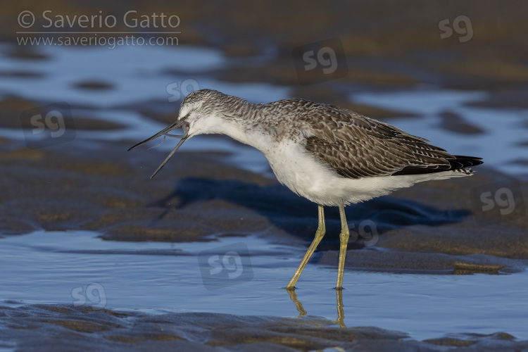 Greenshank, side view of an adult swallowing an eel