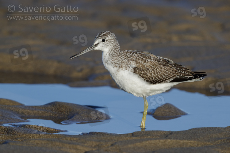 Greenshank