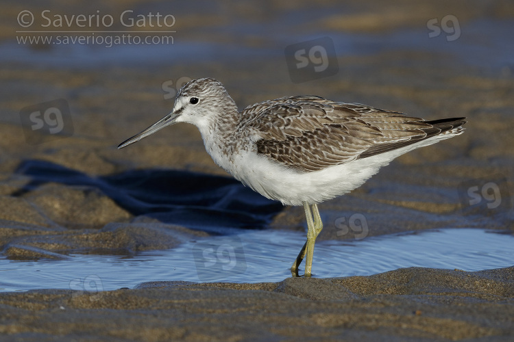 Greenshank, side view of an adult standing on the shore