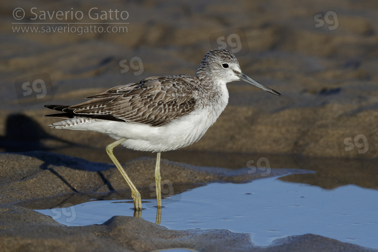 Greenshank, side view of an adult standing on the shore with a caught eel stuck in its nostril