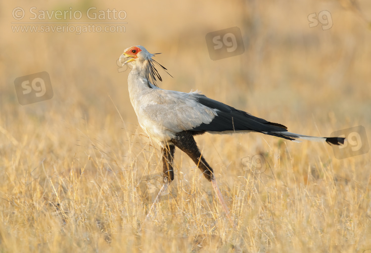 Secretarybird, side view of an adult walking in the savannah