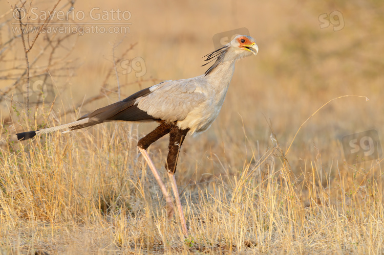 Secretarybird, side view of an adult walking in the savannah