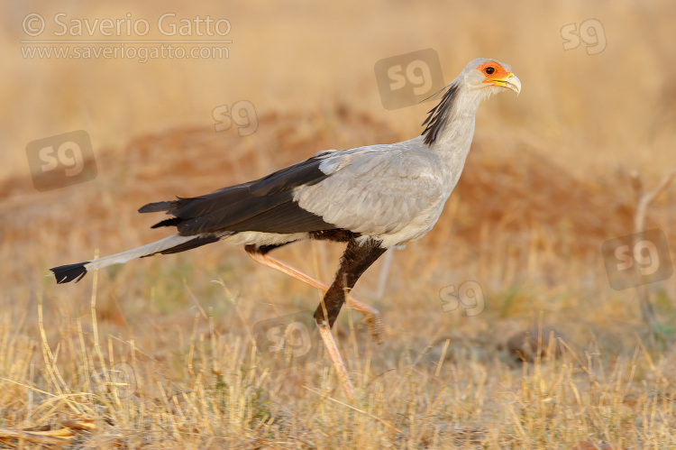 Secretarybird, side view of an adult walking in the savannah