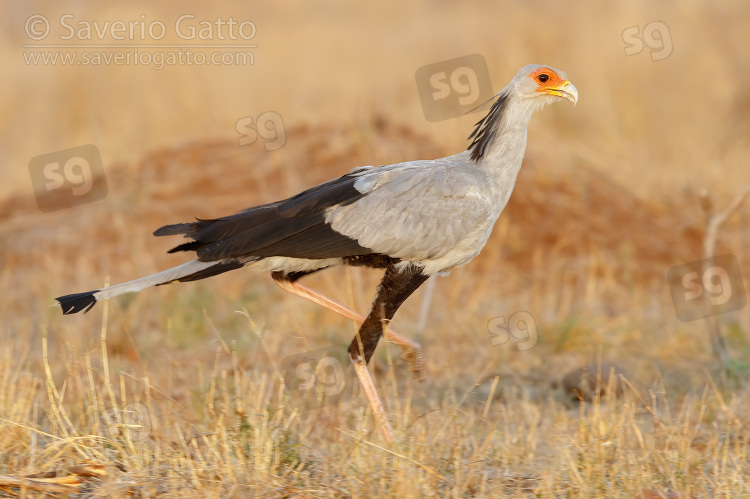 Secretarybird