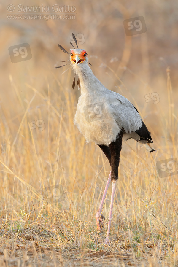 Secretarybird, front view of an adult walking in the savannah