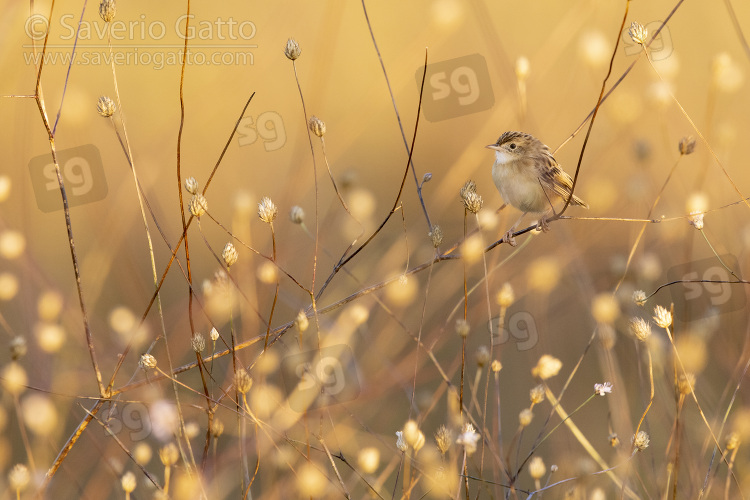 Zitting Cisticola, adult perched on a stem at sunset