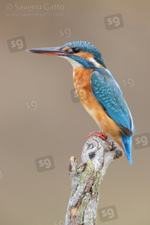 Common Kingfisher, adult female perched on a dead branch