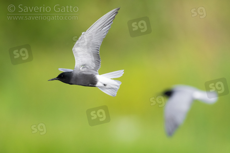 Black Tern, sde view of adults in flight