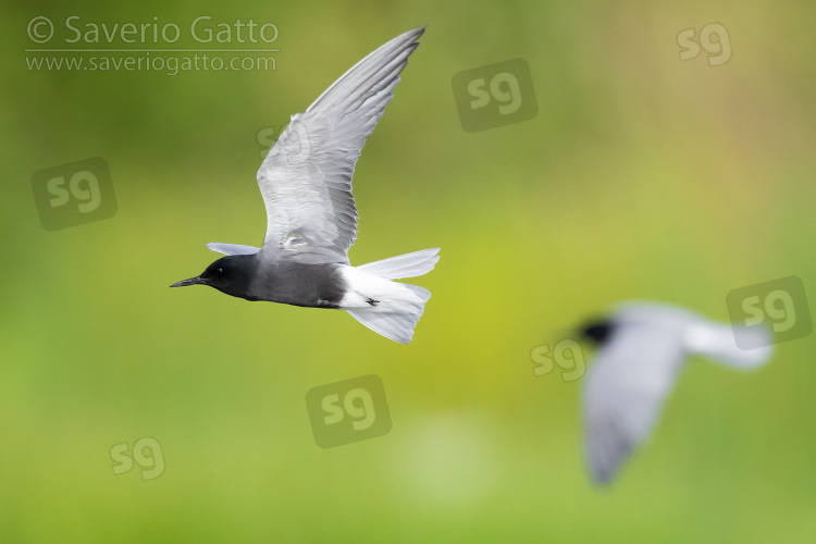 Mignattino, adulti in volo