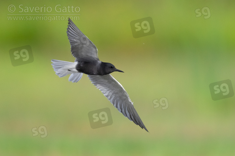 Black Tern, adult in flight