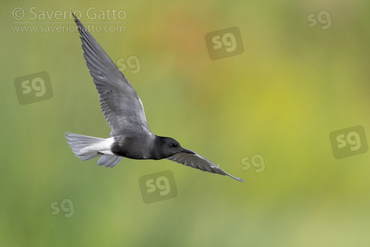 Black Tern, adult in flight