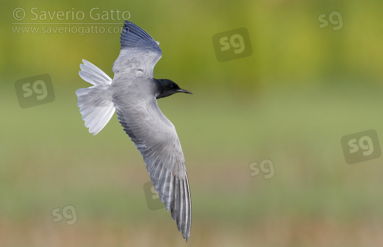 Black Tern, adult in flight seen from the above