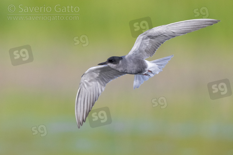 Black Tern, adult in flight