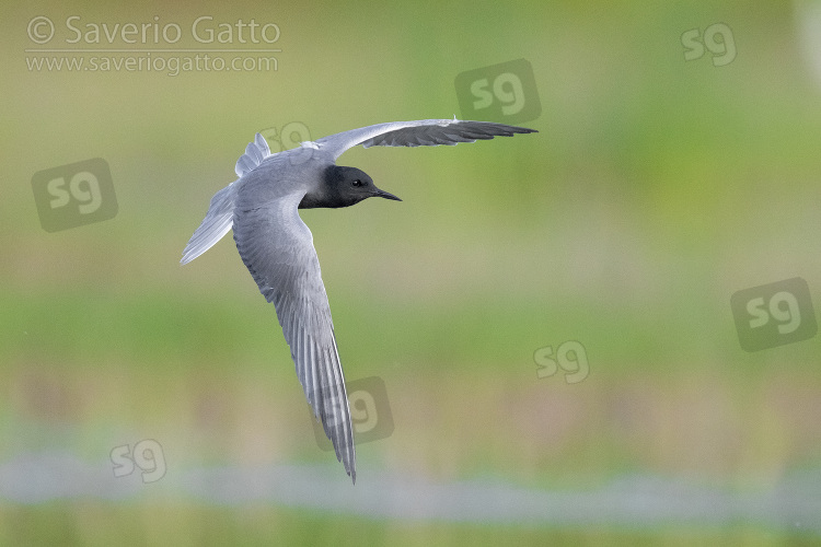 Black Tern, adult in flight