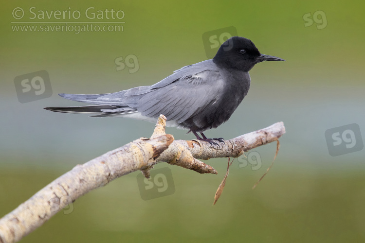 Black Tern, side view of an adult perched on a dead branch