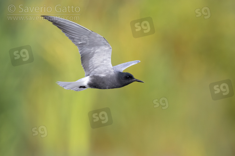 Black Tern, side view of an adult in flight