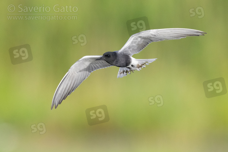 Black Tern, adult in flight