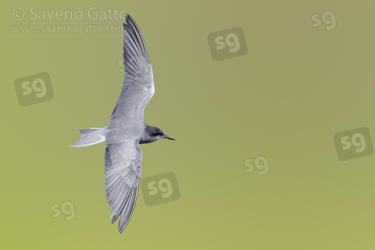 Black Tern, adult in flight seen from the above