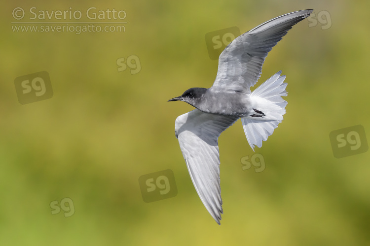 Black Tern, adult in flight