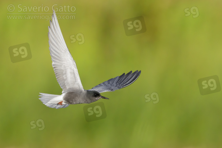 Black Tern, adult in flight