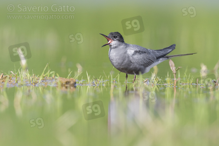 Black Tern, adult perched in a marsh