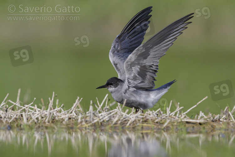 Black Tern, adult spreading its wings