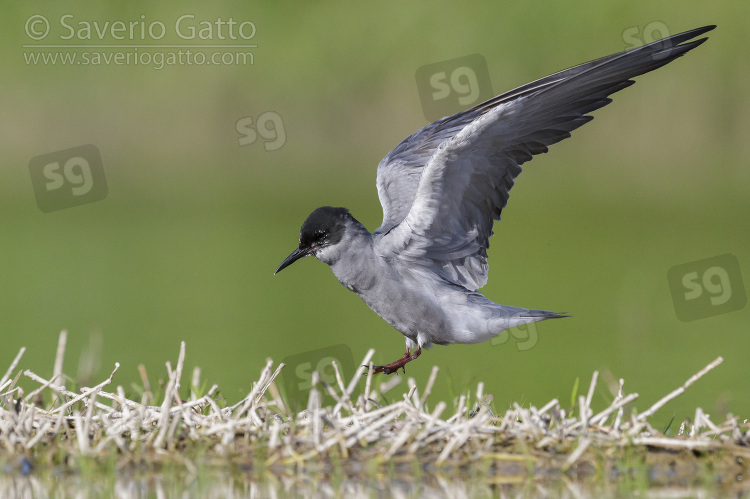 Black Tern, side view of an adult landing in a marsh