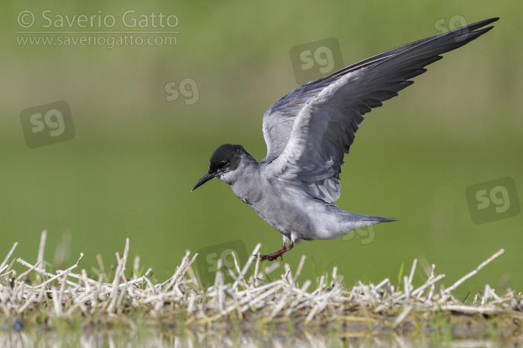 Black Tern