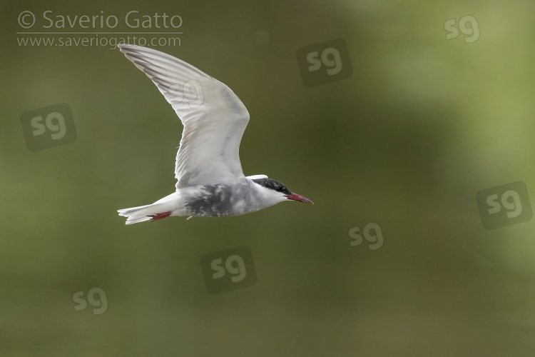 Mignattino piombato, adulto in volo