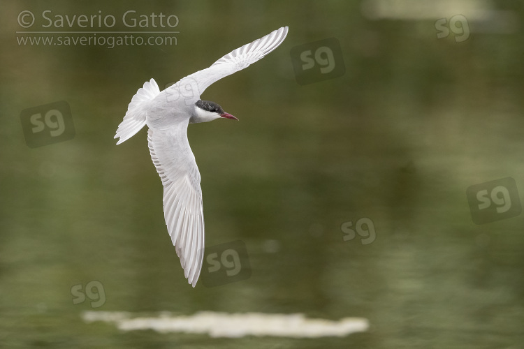 Whiskered Tern, adult in flight