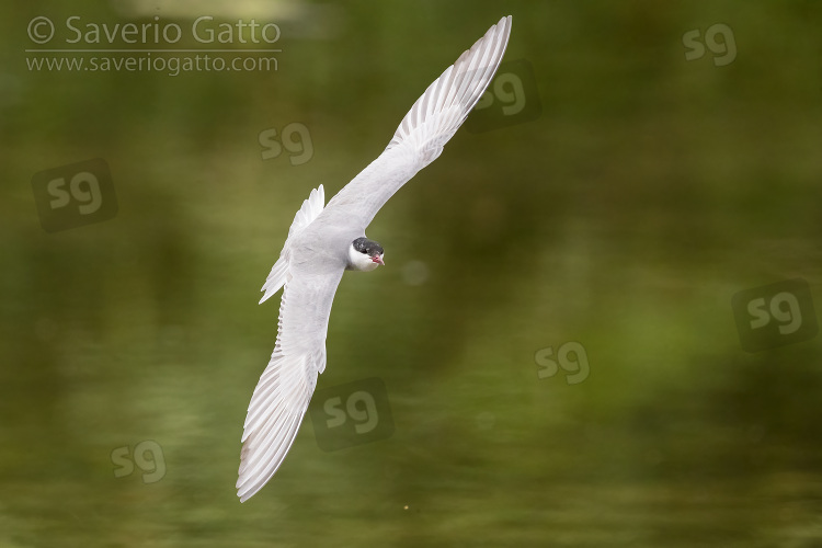 Mignattino piombato, adulto in volo