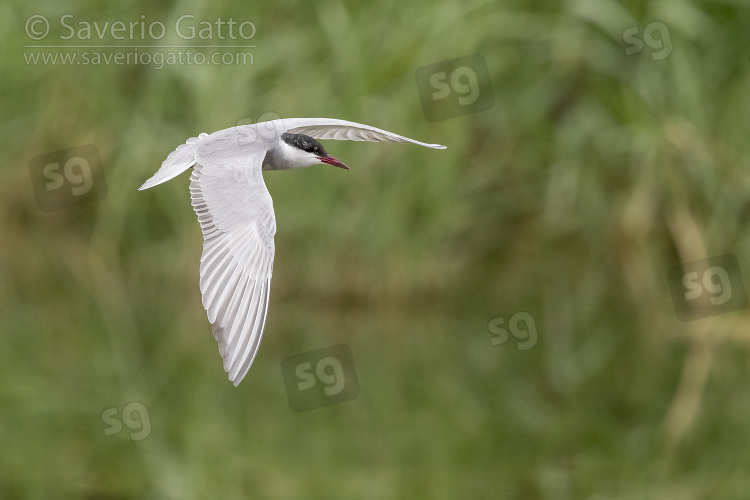 Whiskered Tern, adult in flight