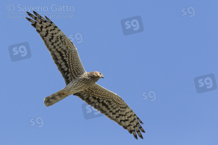 Montagu's Harrier, adult female in flight seen from below