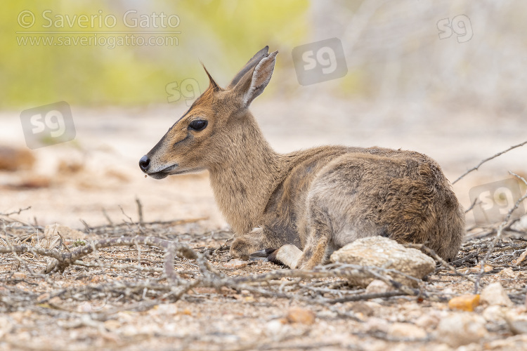 Common Duiker, adult female sitting on the ground