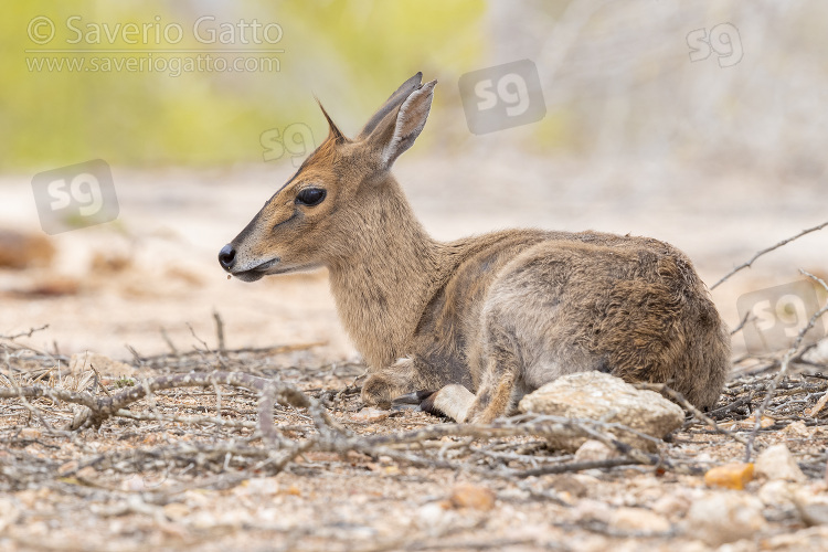 Common Duiker