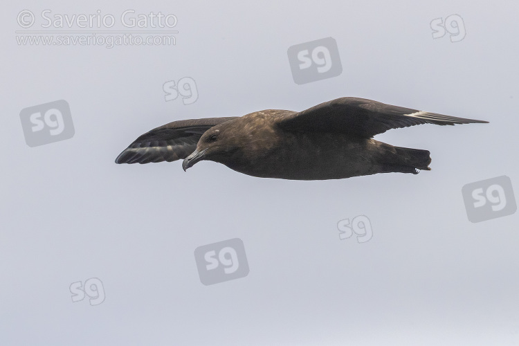 Brown Skua, side view of an individual in flight