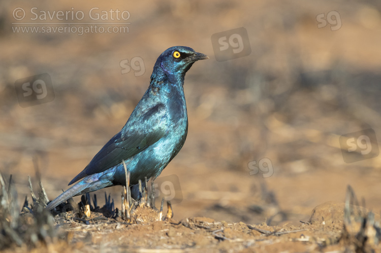 Cape Starling, side view of an adult standing on the ground