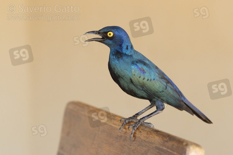 Cape Starling, side view of an adult standing on a chair