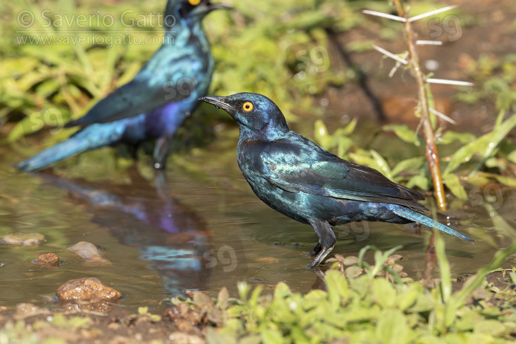 Cape Starling, side view of an adult standing in a pool