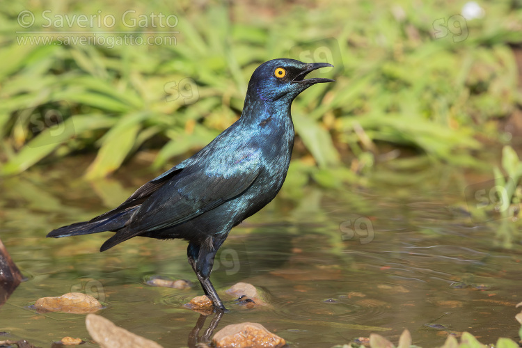 Cape Starling, side view of an adult standing in a pool