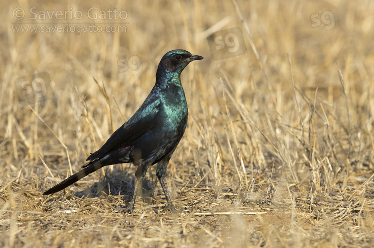 Burchell's Starling, adult standing on the ground