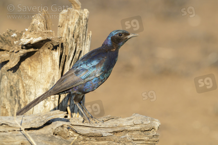 Burchell's Starling, side view of an adult perched on an old trunk