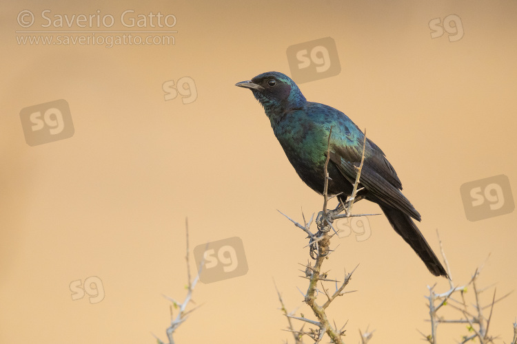 Burchell's Starling, side view of an adult perched on a branch