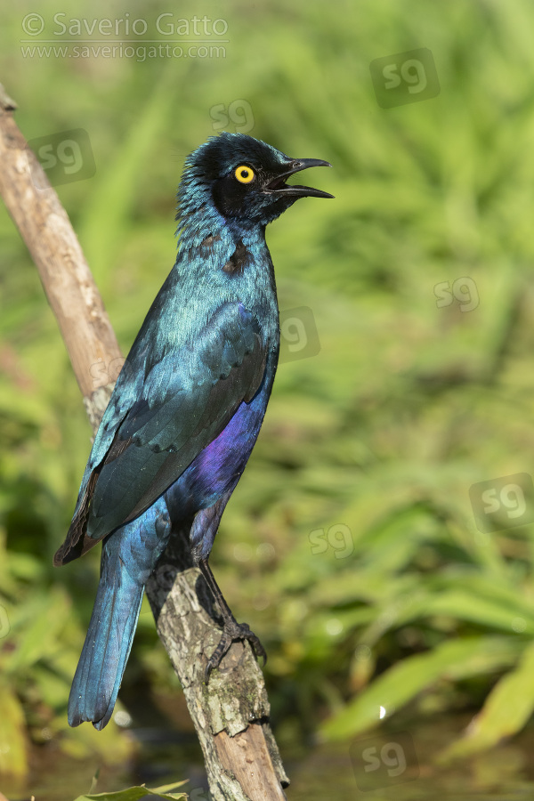 Greater Blue-eared Starling, side view of an adult perched on a branch after a bath