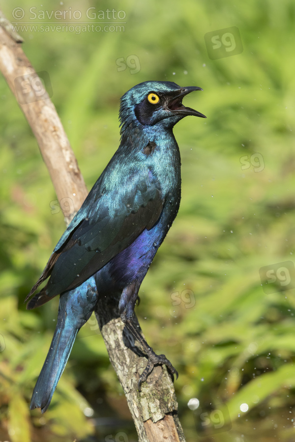 Greater Blue-eared Starling, side view of an adult perched on a branch after a bath