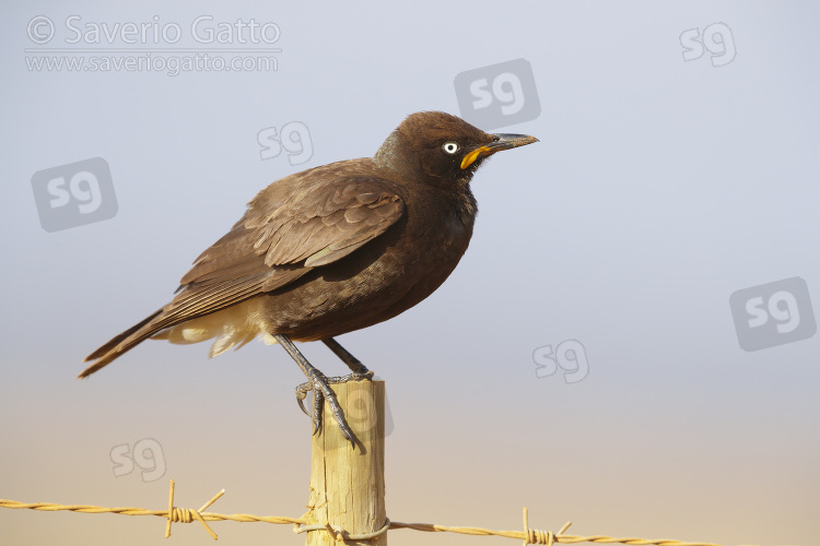 Pied Starling, adult perched on a post